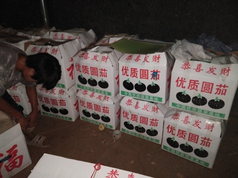 莘县圆茄暖棚精品供商超常年代收量大价格便宜