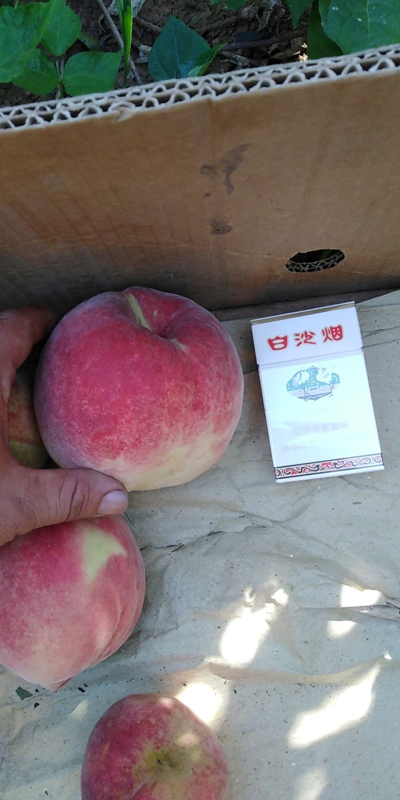 大红冠