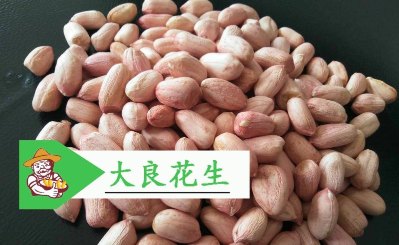 大良一号花生种子，花生芽种子，花生