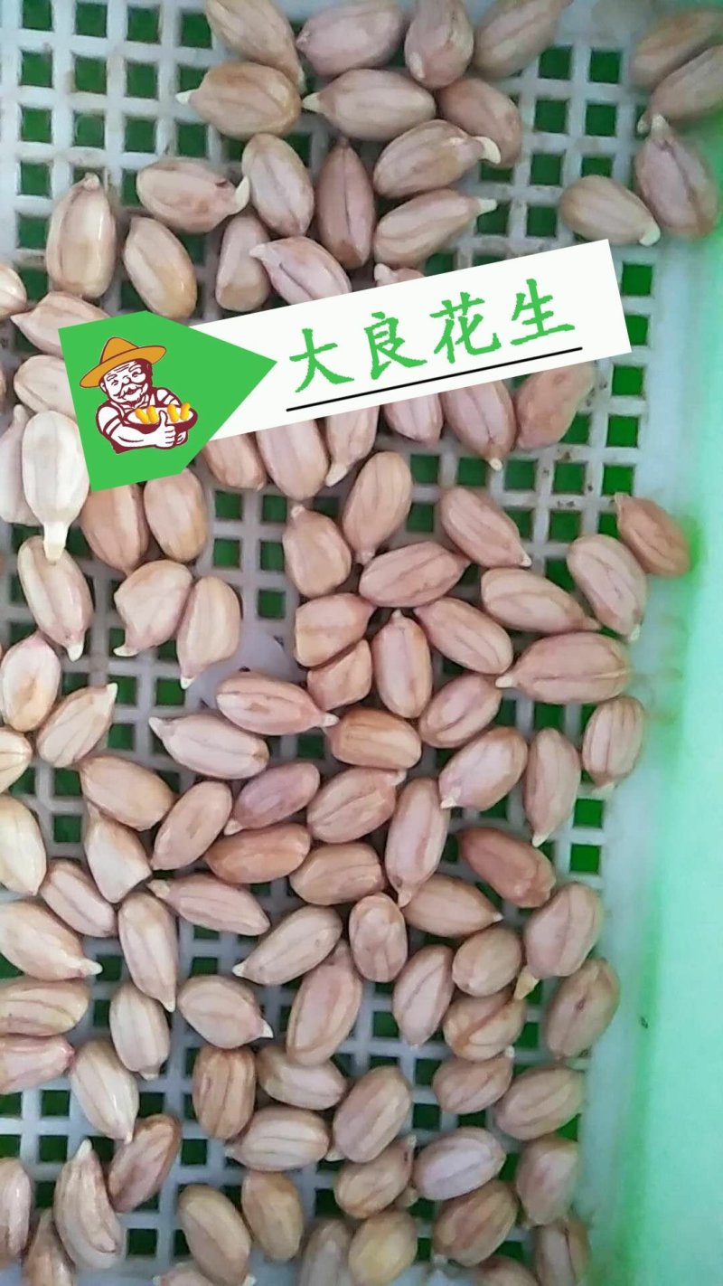 大良一号花生种子，花生芽种子，花生