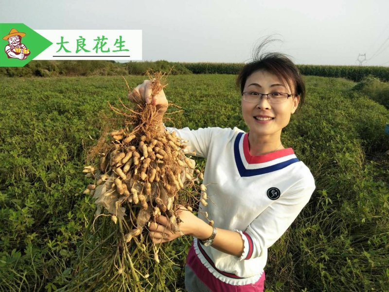 大良一号花生种子，花生芽种子，花生