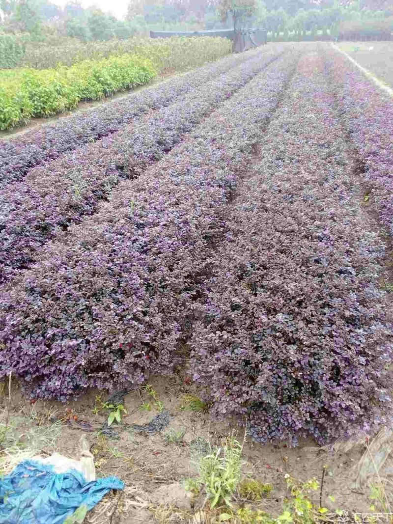 红花继木色块苗苗子粗壮品质优良价格实惠
