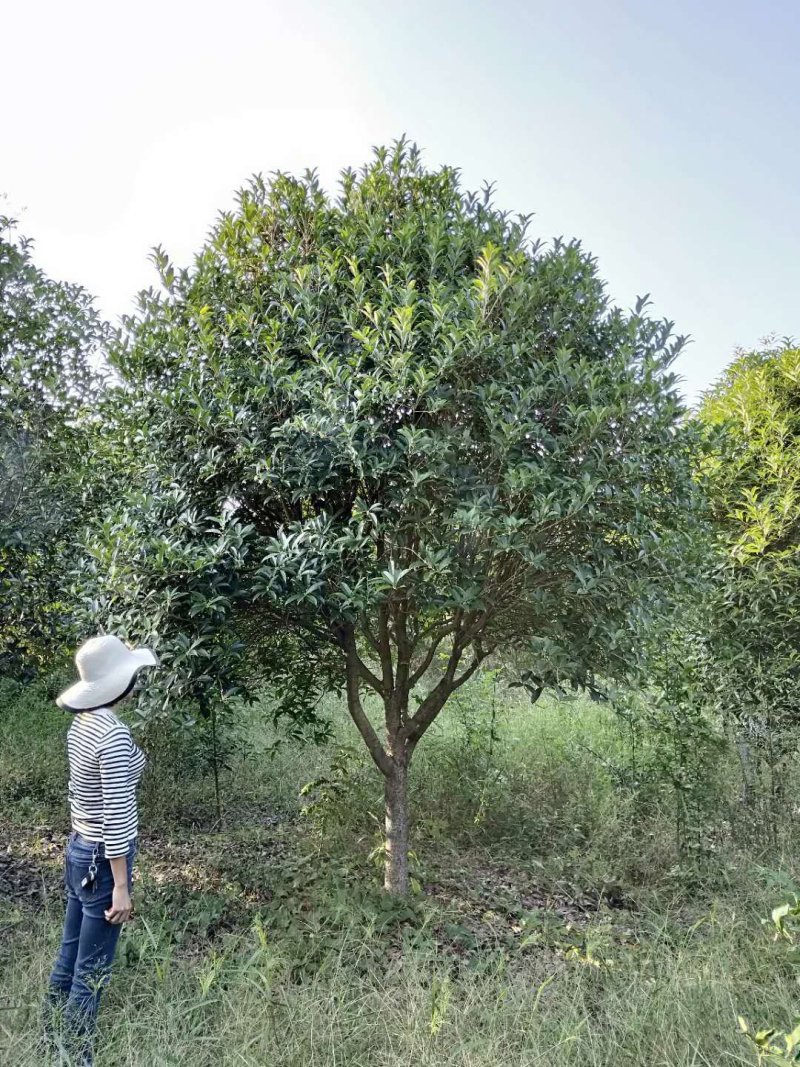 香樟桂花广玉兰朴树湖南益阳质量保证手续齐全