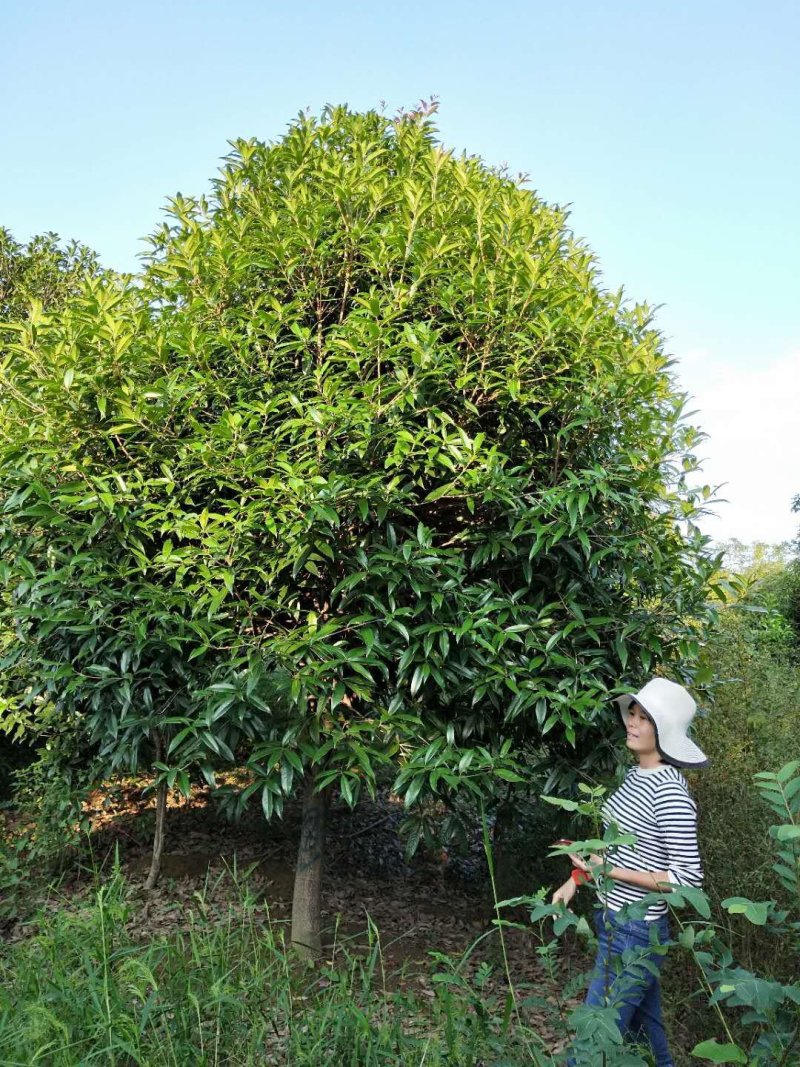 香樟桂花广玉兰朴树湖南益阳质量保证手续齐全