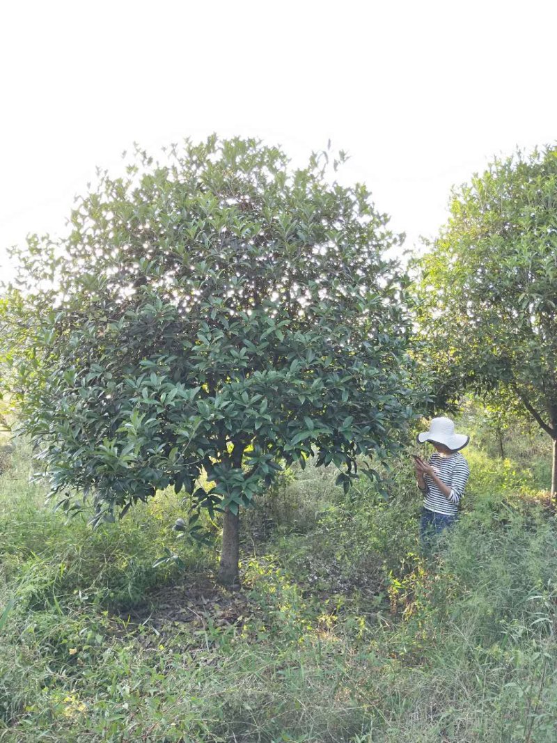 香樟桂花广玉兰朴树湖南益阳质量保证手续齐全