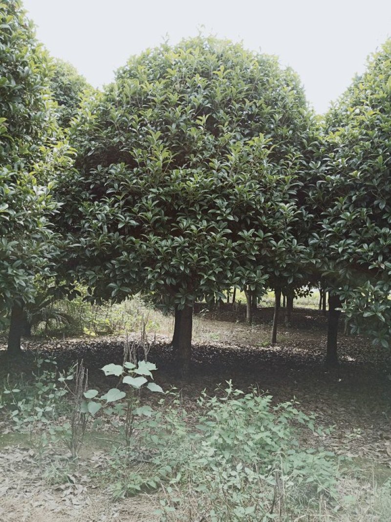 香樟桂花广玉兰朴树湖南益阳质量保证手续齐全