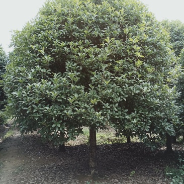 香樟桂花广玉兰朴树湖南益阳质量保证手续齐全