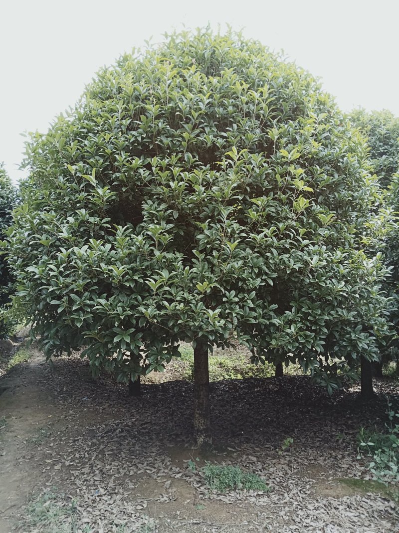 香樟桂花广玉兰朴树湖南益阳质量保证手续齐全