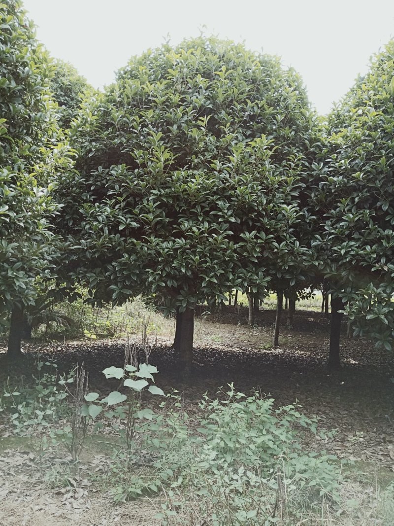 香樟桂花广玉兰朴树湖南益阳质量保证手续齐全