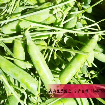 反季节豌豆