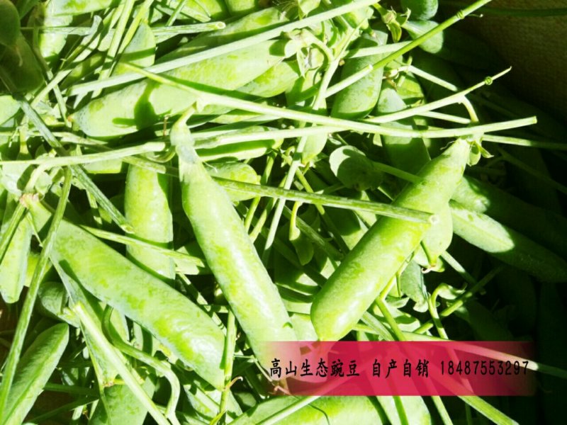 反季节豌豆
