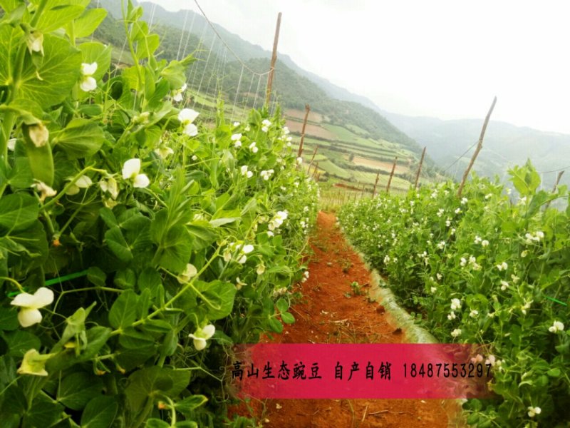反季节豌豆