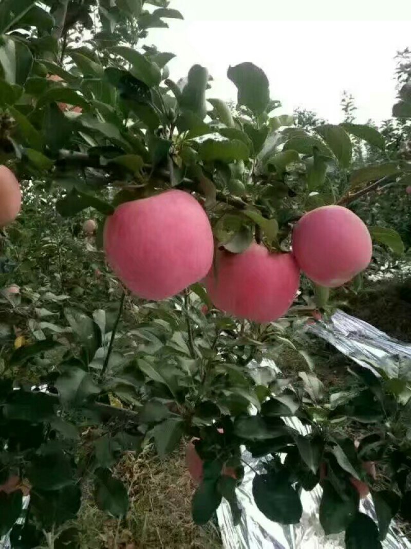 乾县红富士苹果，纸袋，纸加膜，颜色鲜艳，个头大，口感脆甜