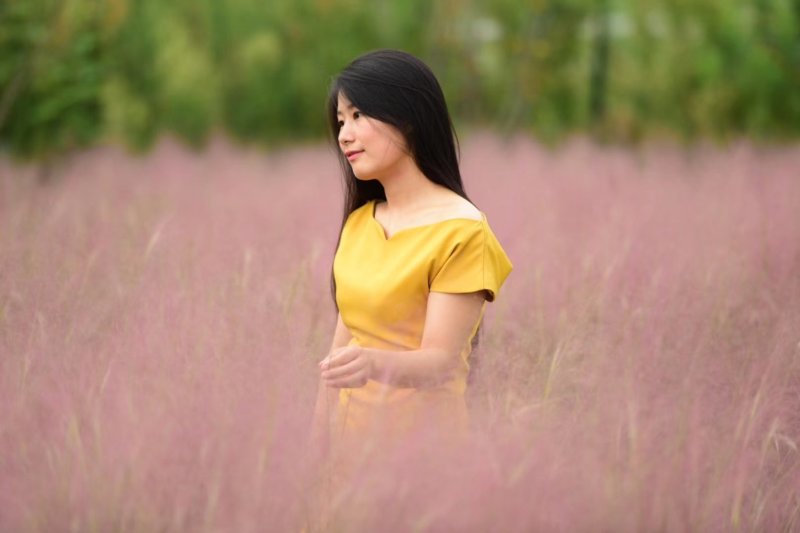 粉黛乱子草种苗，粉黛乱子草花海小苗，山东粉黛乱子草
