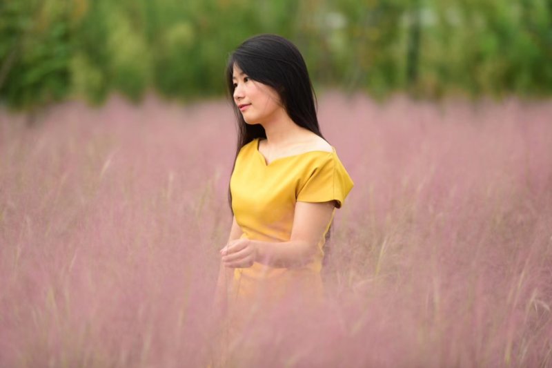 粉黛乱子草种苗，粉黛乱子草花海小苗，山东粉黛乱子草