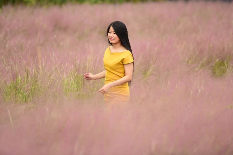 粉黛乱子草种苗，粉黛乱子草花海小苗，山东粉黛乱子草