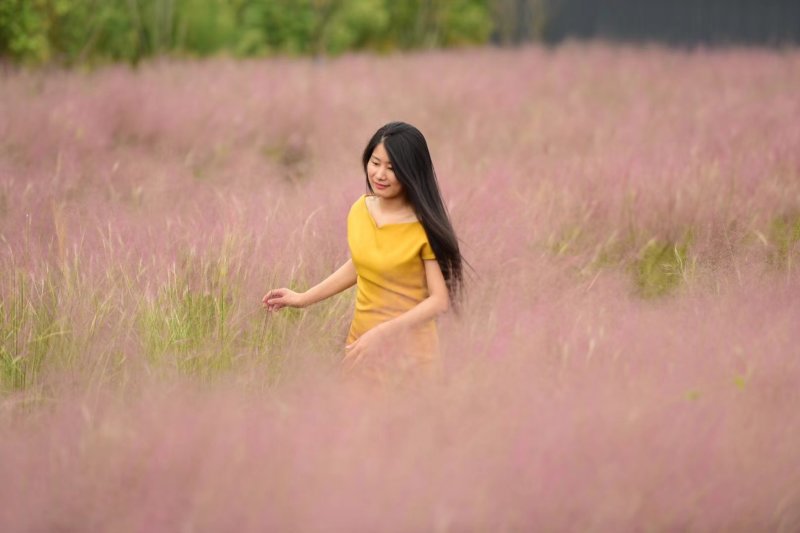 粉黛乱子草种苗，粉黛乱子草花海小苗，山东粉黛乱子草
