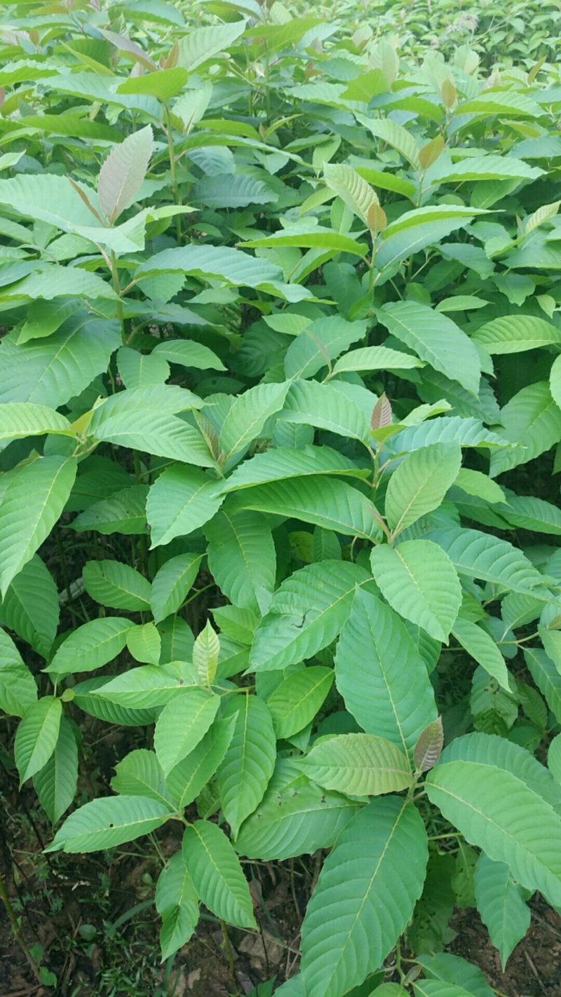 喜树苗：高度30-150公分，地径1-3公分