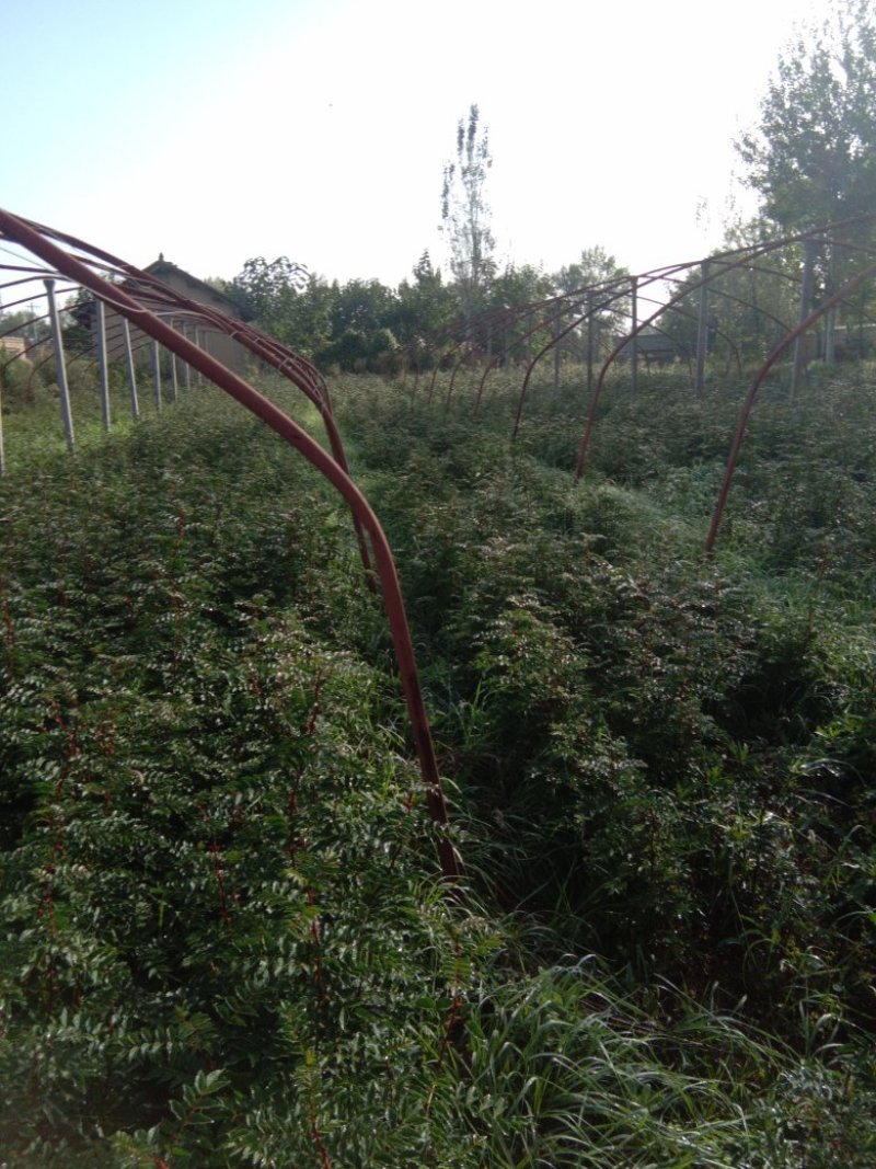 优质椒树苗，大红袍，狮子头