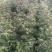优质椒树苗，大红袍，狮子头