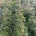 优质椒树苗，大红袍，狮子头