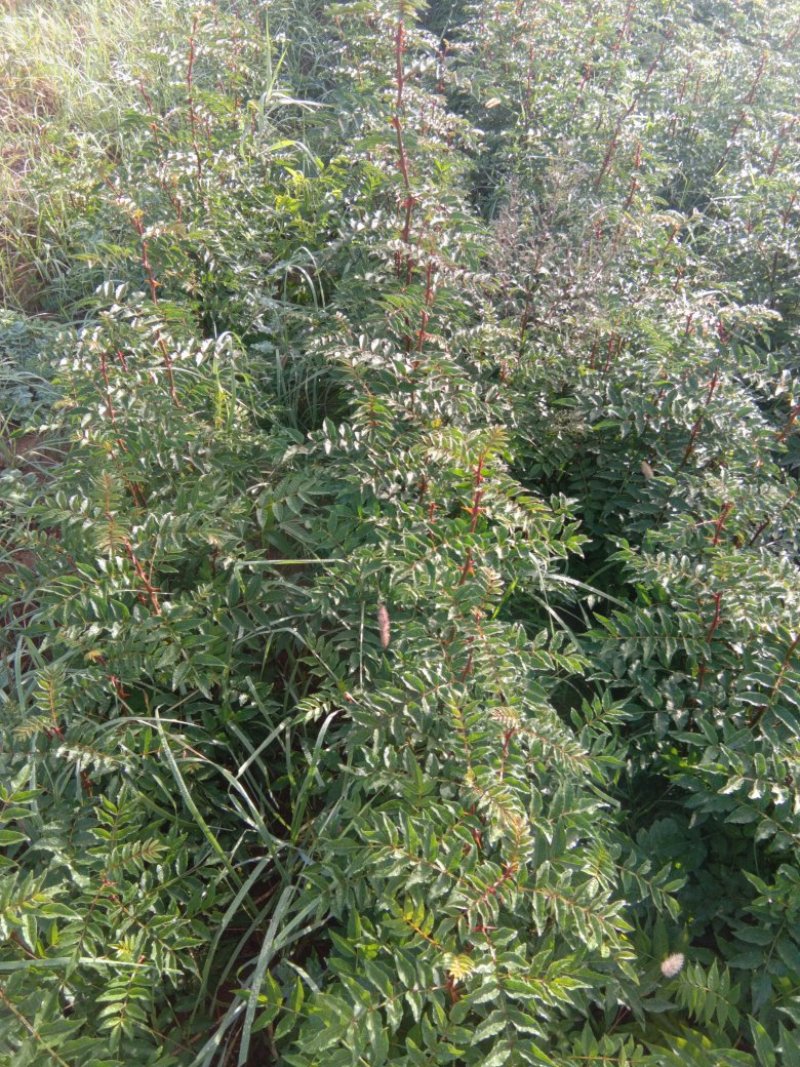 优质椒树苗，大红袍，狮子头