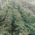 优质椒树苗，大红袍，狮子头