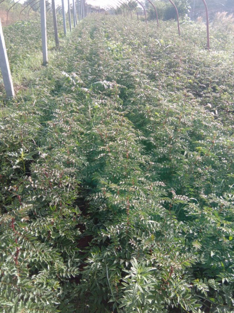 优质椒树苗，大红袍，狮子头