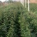 优质椒树苗，大红袍，狮子头