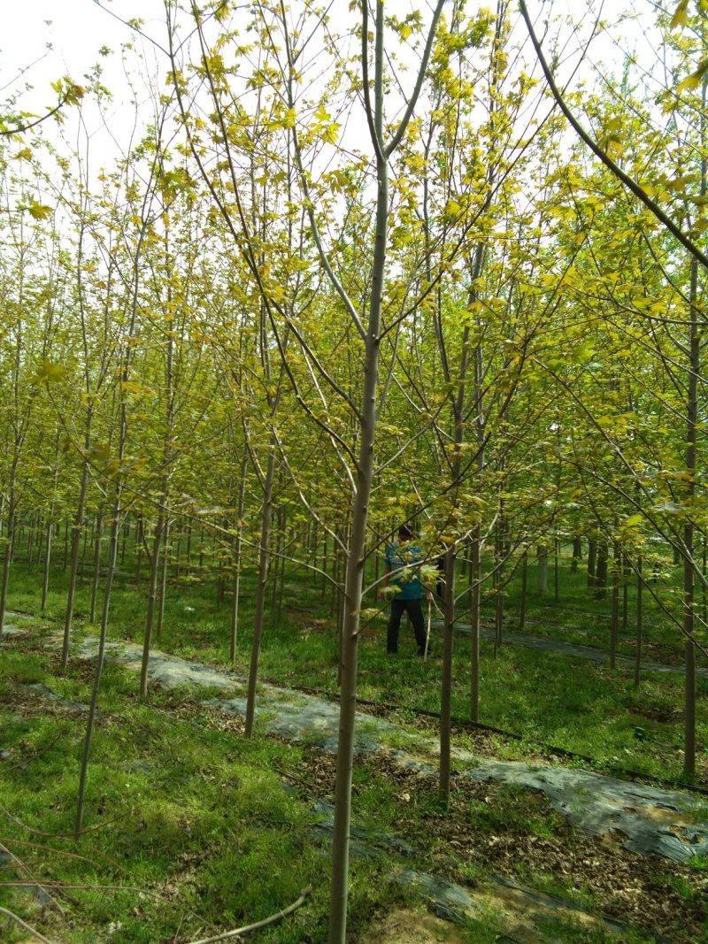 供应银杏树直径1--40公分，合欢树，红枫，国槐