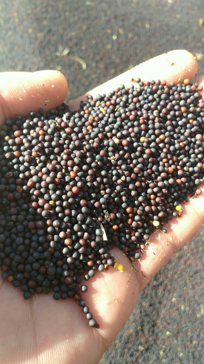 甘蓝型油菜籽