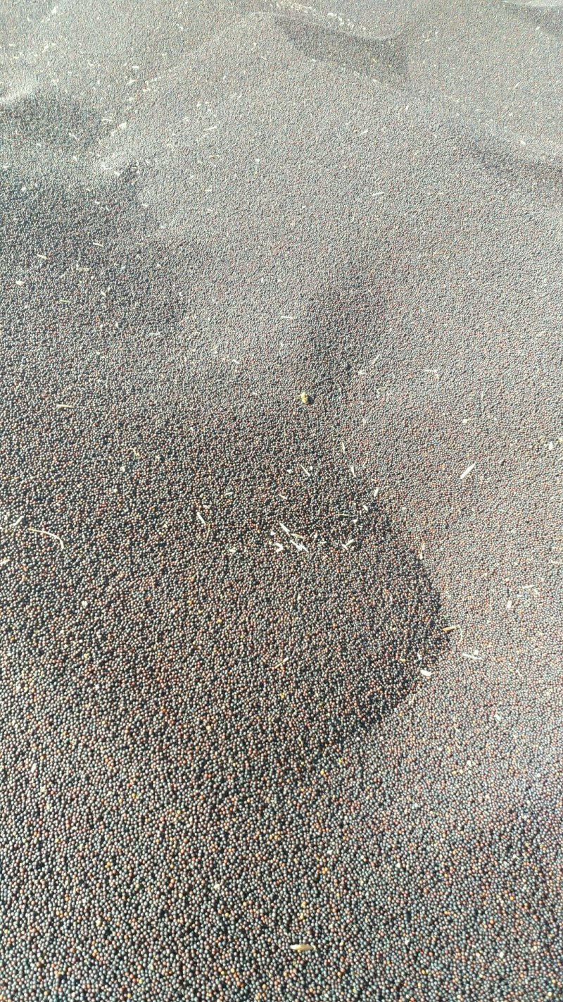 甘蓝型油菜籽