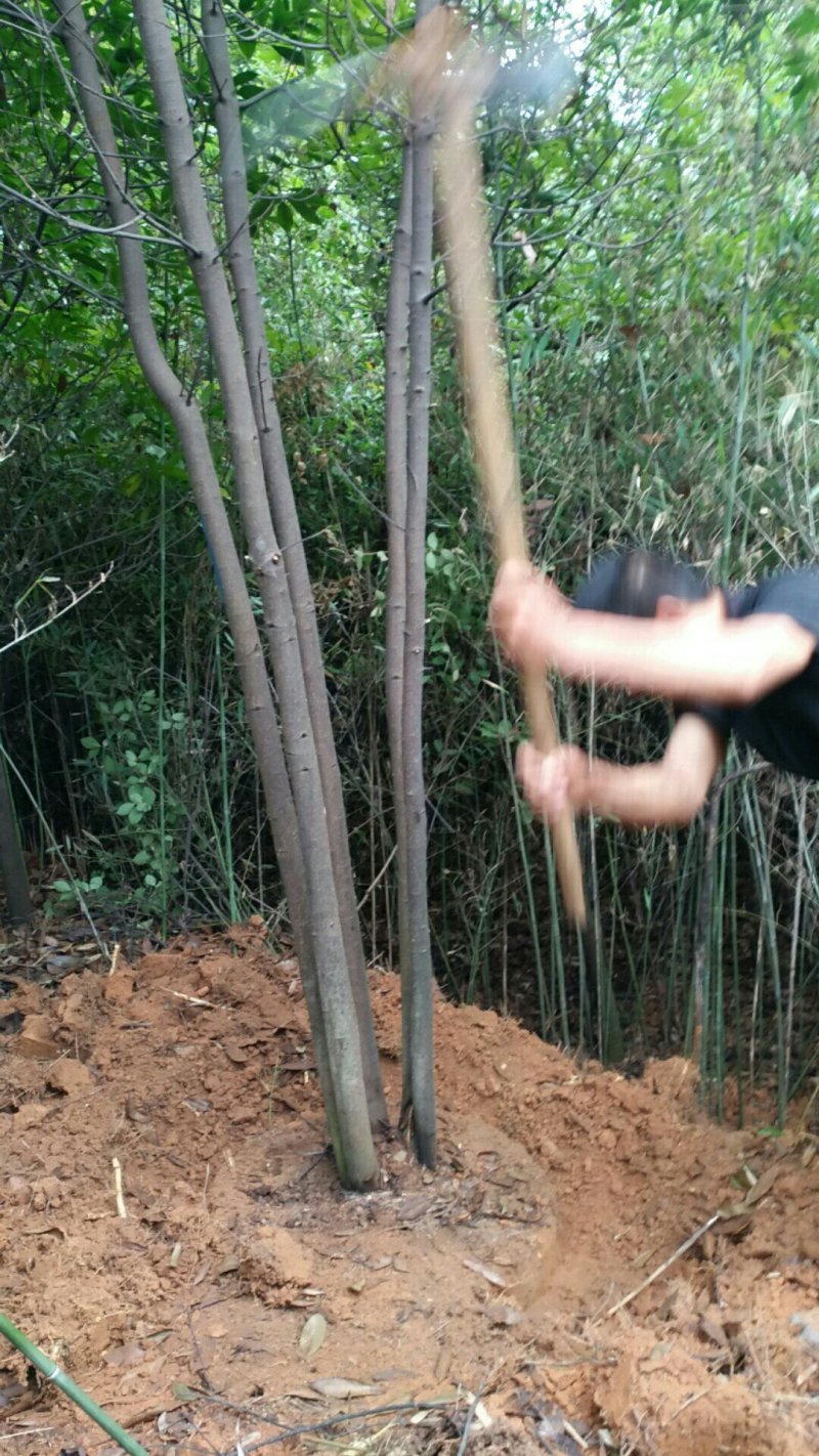 丛生木荷