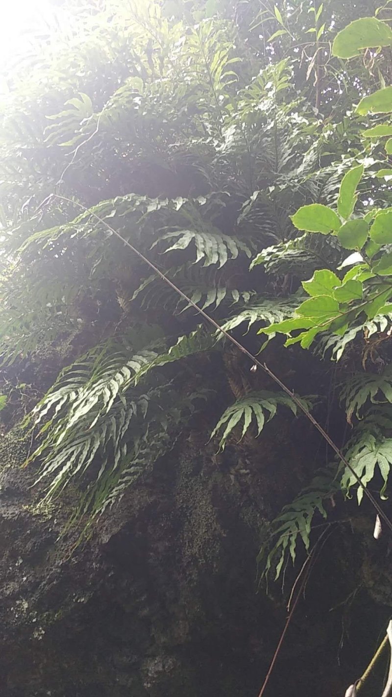 骨碎补