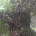 骨碎补