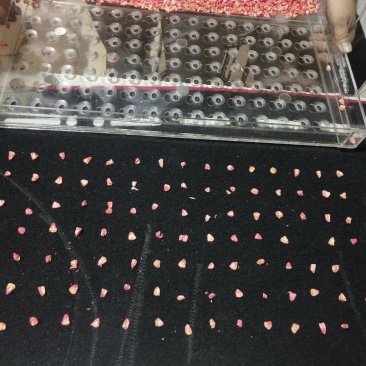 穴盘播种器