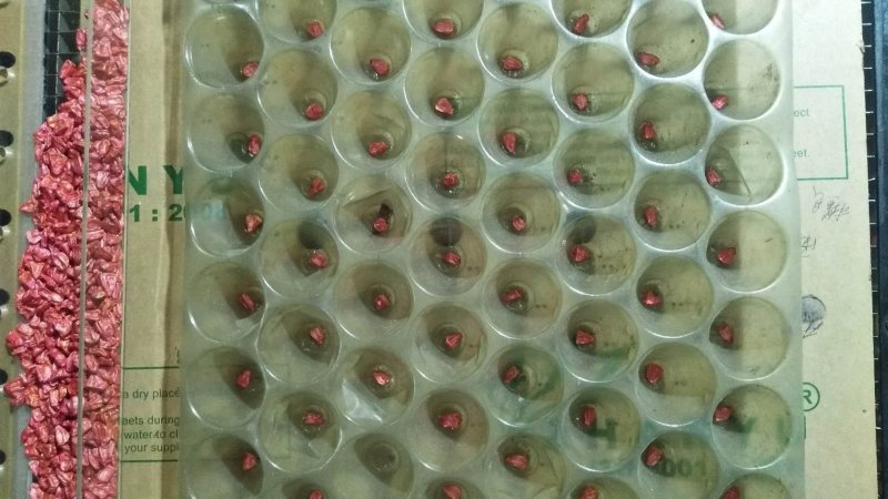穴盘播种器