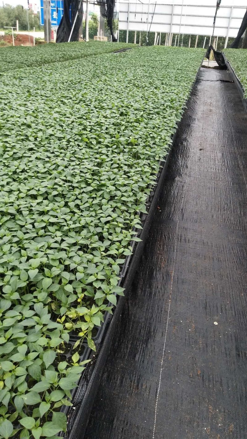 穴盘播种器