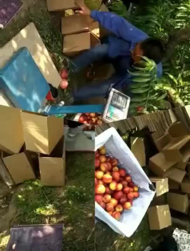 陕西纸袋红富士产地直采大量供应个大汁多脆甜可口