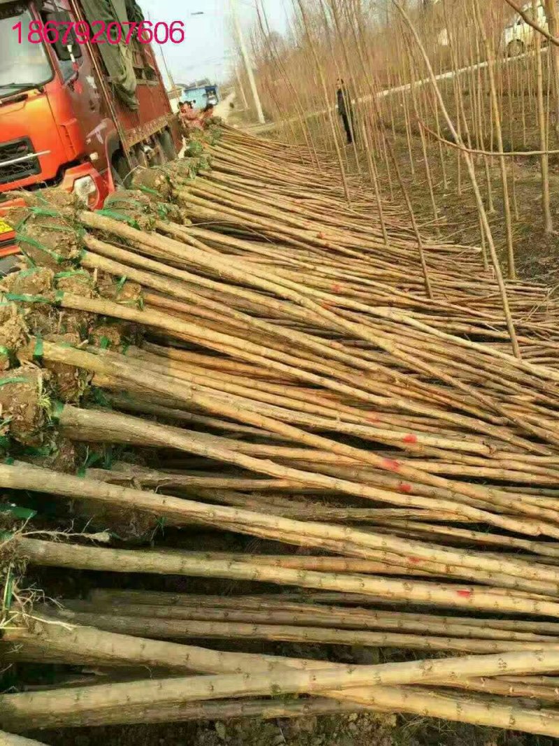 重阳木3-6公分