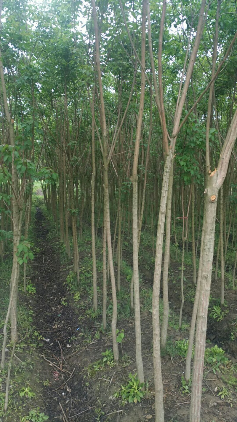 重阳木3-6公分
