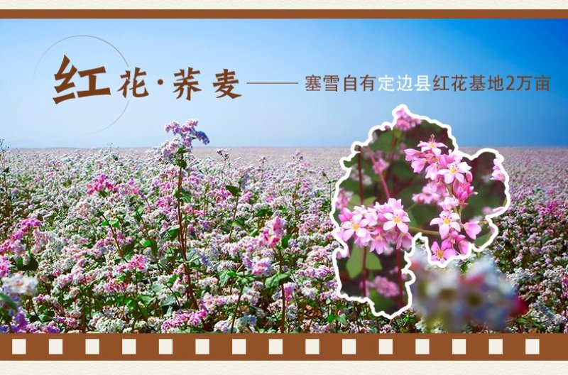 荞麦旱地大量有货如有需要请联系。