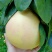 福建平和琯溪蜜柚正在大量订购出售