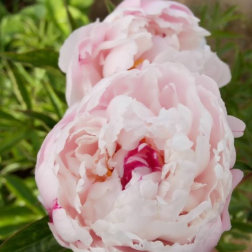 芍药