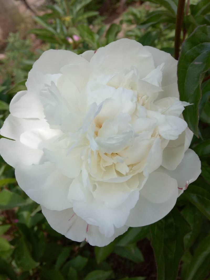 芍药