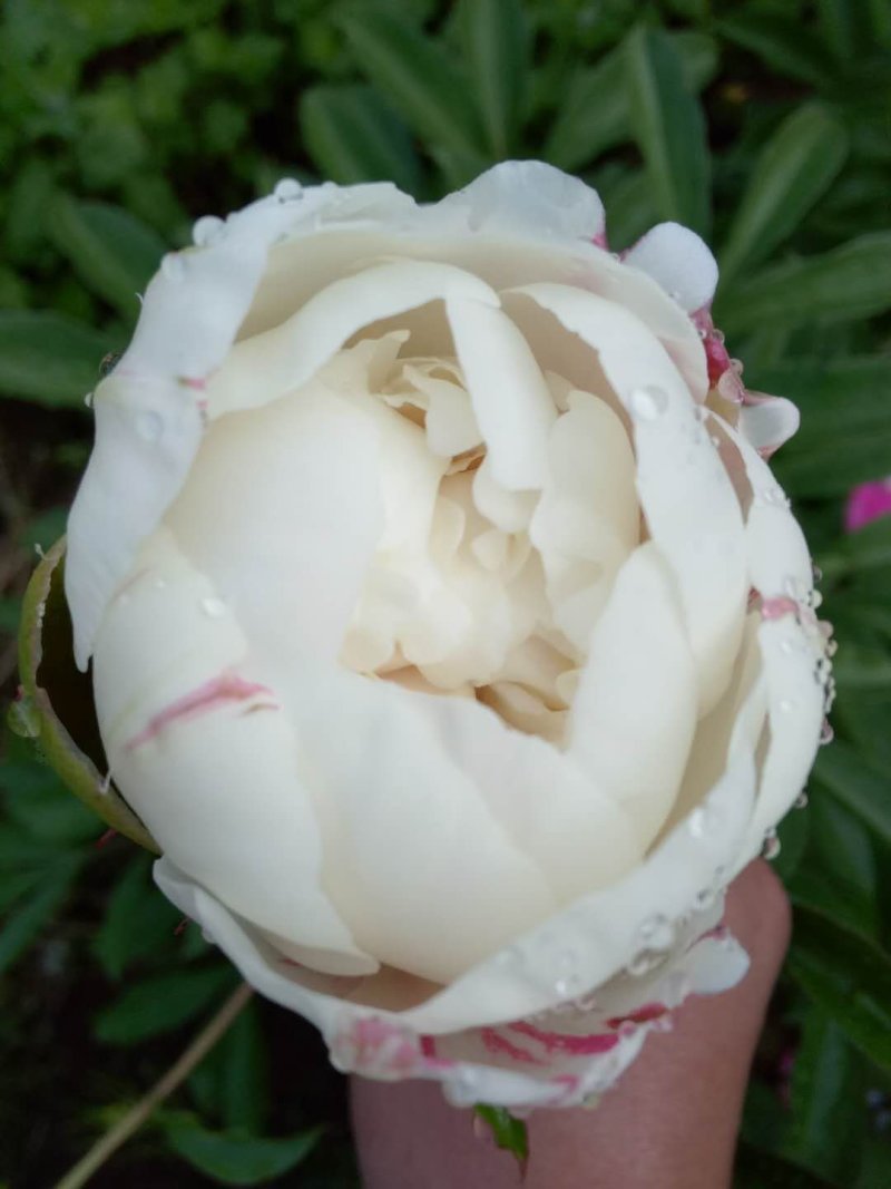 芍药