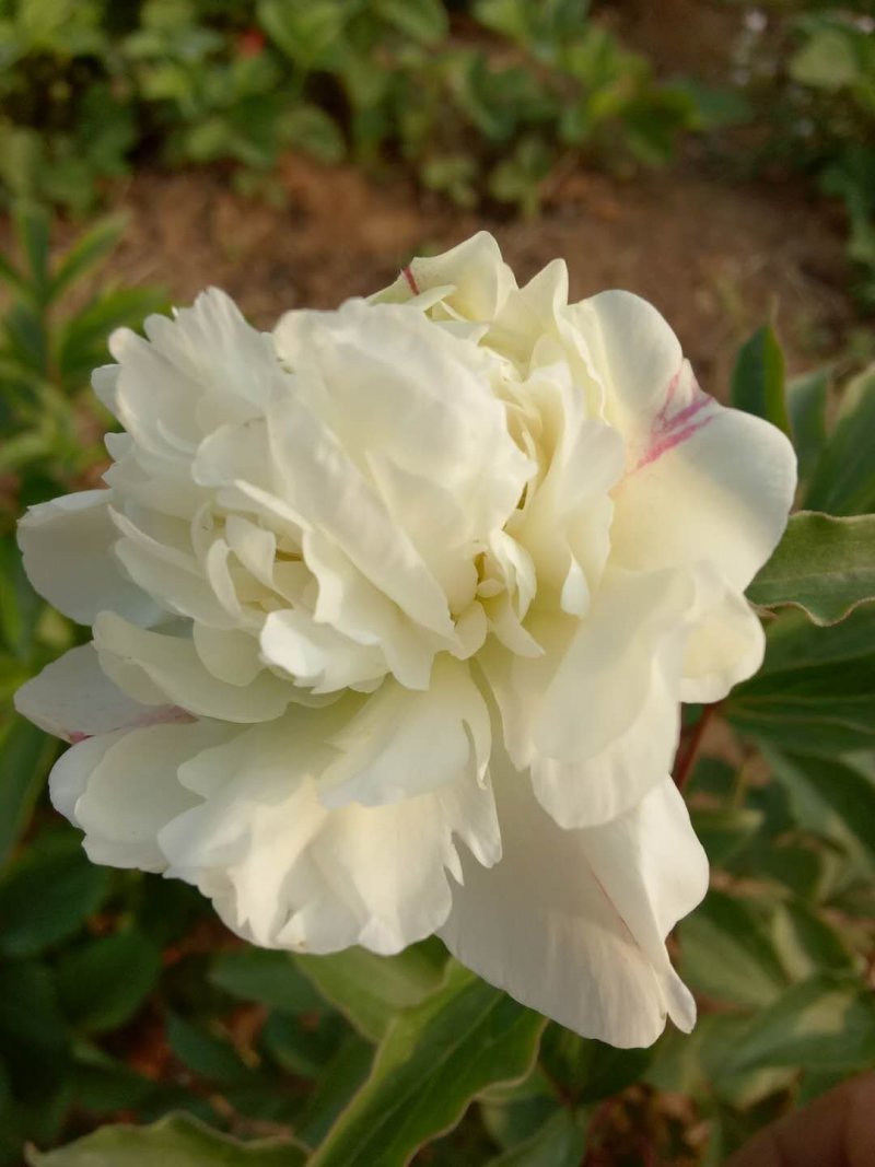 芍药