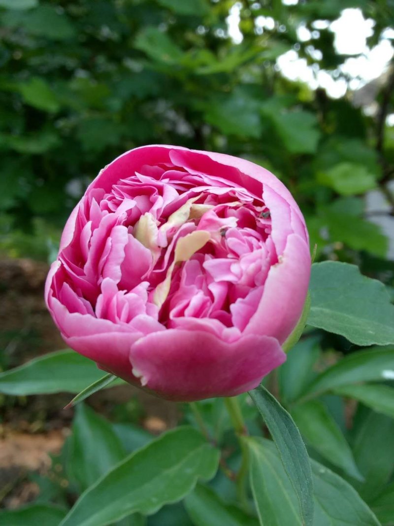 芍药