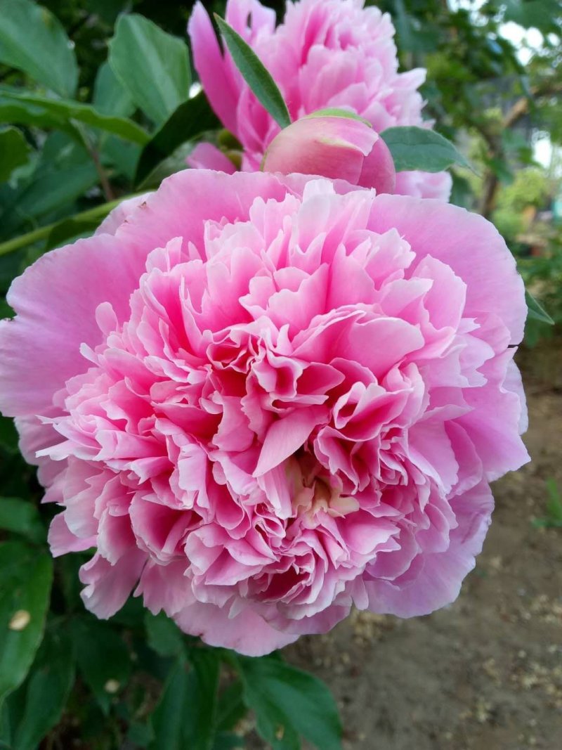 芍药