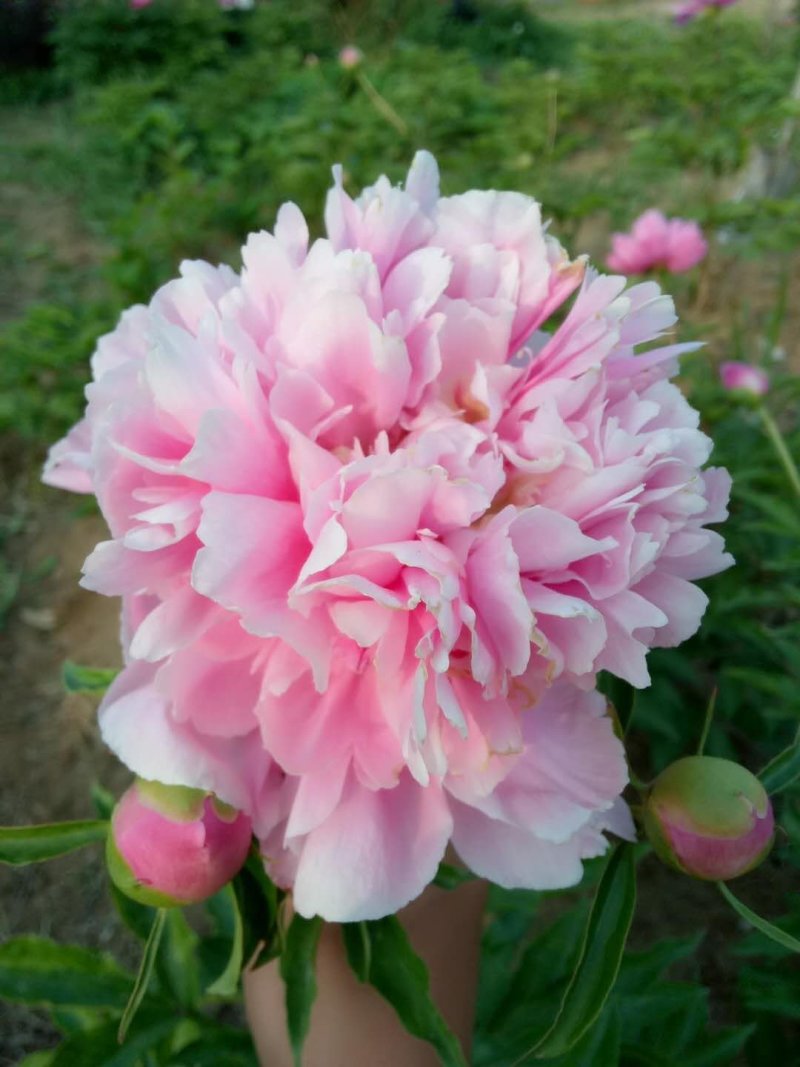 芍药